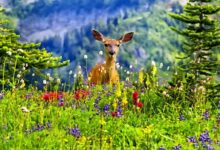 Photo of Топ-3 документальных фильмов о животных: удивительный мир природы