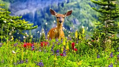 Photo of Топ-3 документальных фильмов о животных: удивительный мир природы