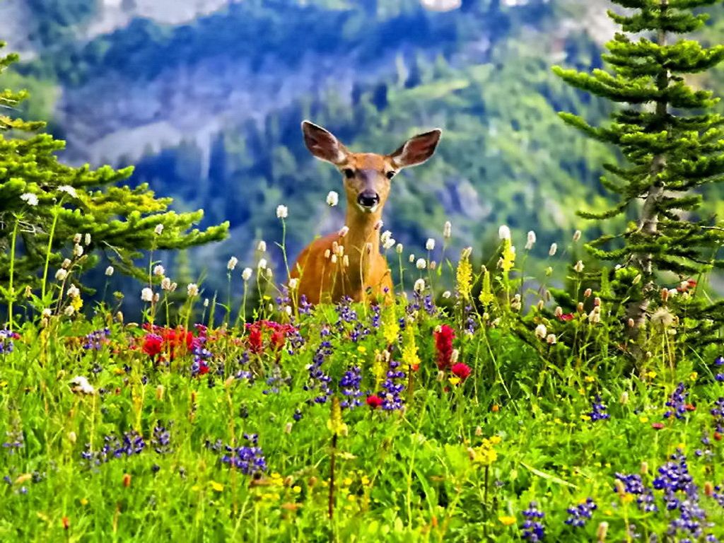 Топ-3 документальных фильмов о животных: удивительный мир природы