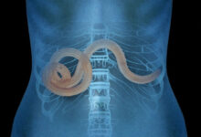 Photo of Фильм «Паразиты» — разбор победы на «Оскаре» и его значение