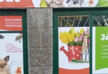 Photo of Фильмы о животных: выбор для любителей пушистых и пернатых друзей