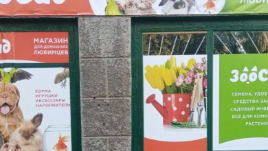 Photo of Фильмы о животных: выбор для любителей пушистых и пернатых друзей